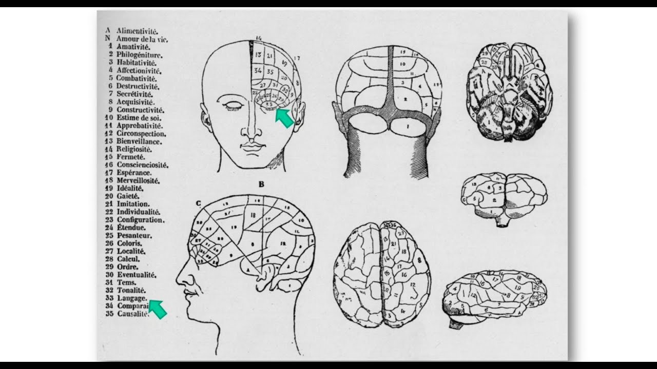 Le cerveau en pièces détachées - une conférence de Laurent Cohen