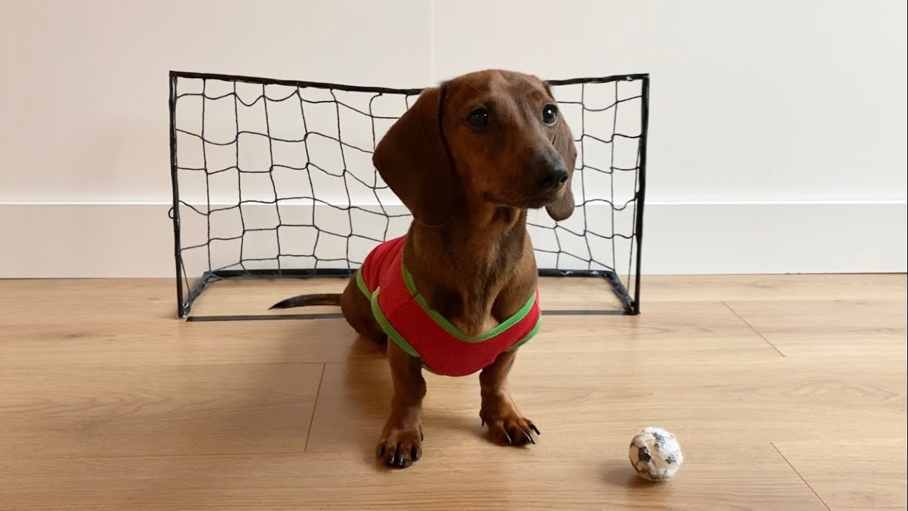 World Cup Pup - Mini doxie goalie skills!