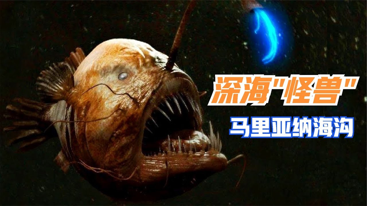 马里亚纳海沟隐藏着那些令人惊奇的生物，为什么它们都会发光