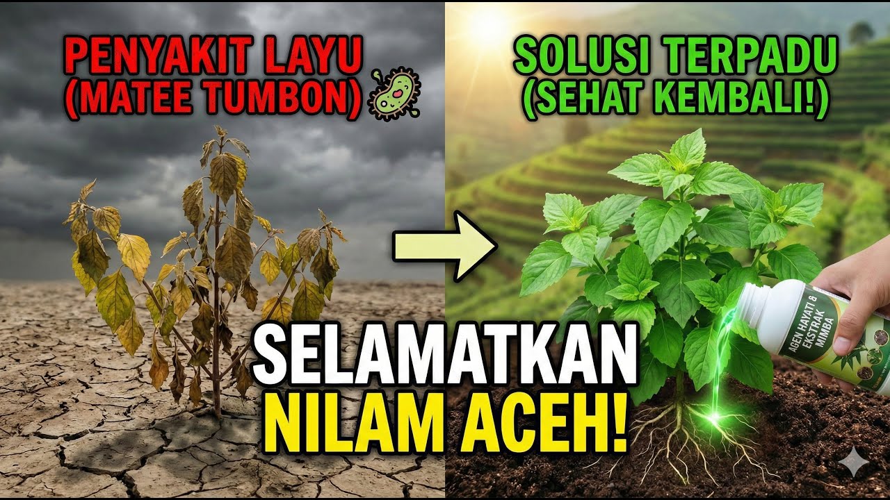 Kendalikan Layu Bakteri Secara Terpadu pada Nilam Aceh