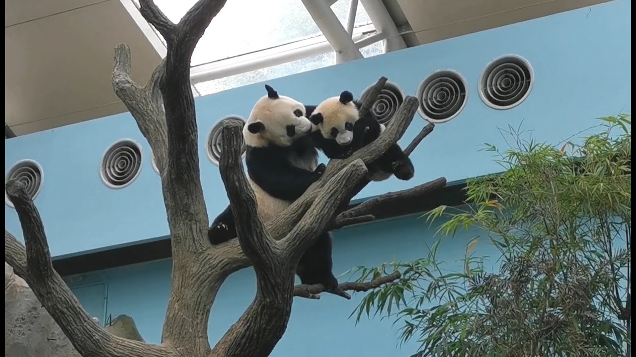 20220511 Giant Panda Le Le 叻叻 & Jia Jia 嘉嘉 - Le Le refused to go home @ River Wonders Singapore