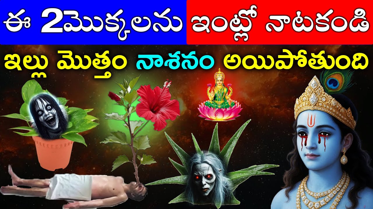 ఈ 2మొక్కలను ఇంట్లో నాటకండి ఇల్లు మొత్తం నాశనం అయిపోతుంది