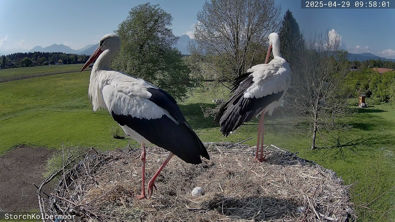 Storchennest Kolbermoor [LIVE🔴] Stork live