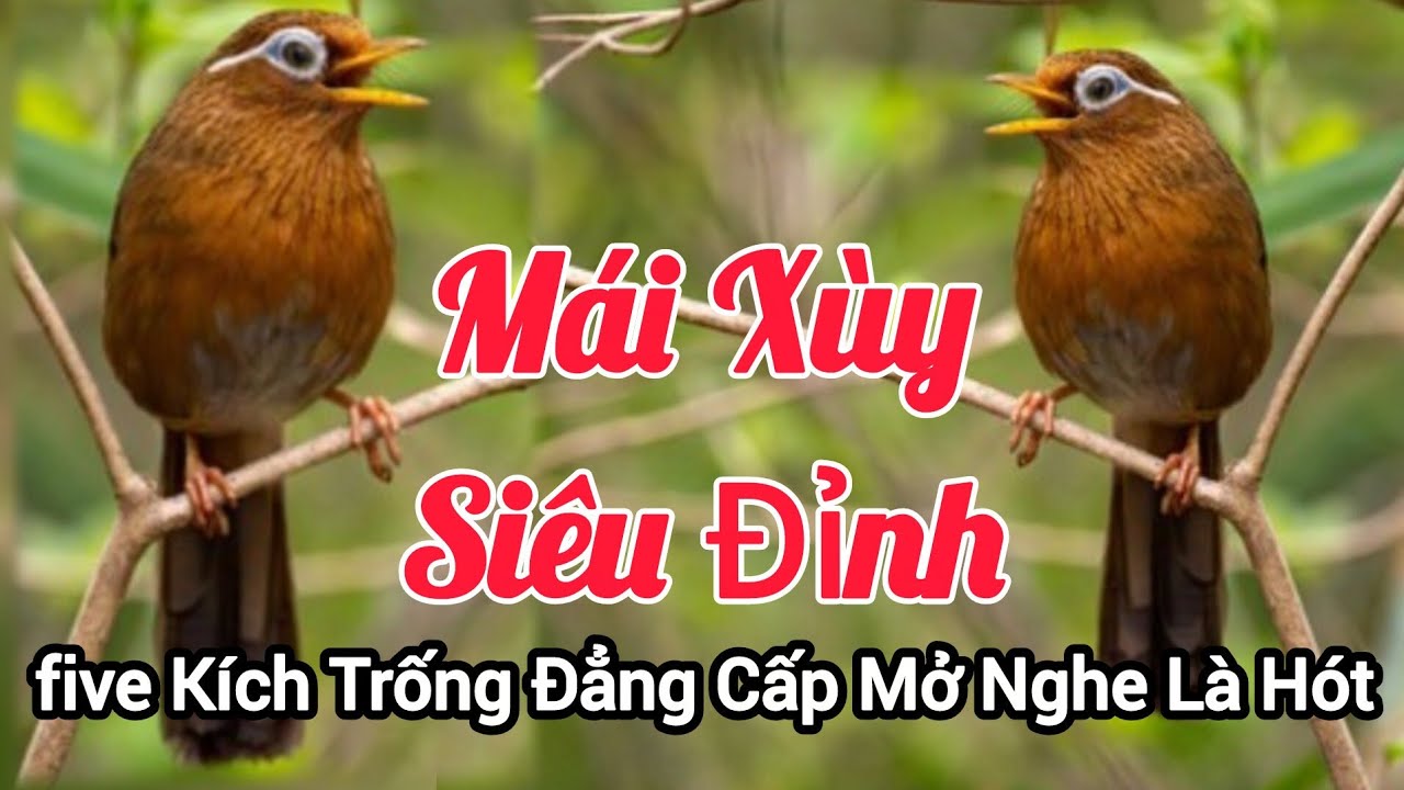 Họa Mi Mái Xùy Cực Đỉnh Trống Nghe Là Hót Căng Lửa liên tục #hoamihothay 