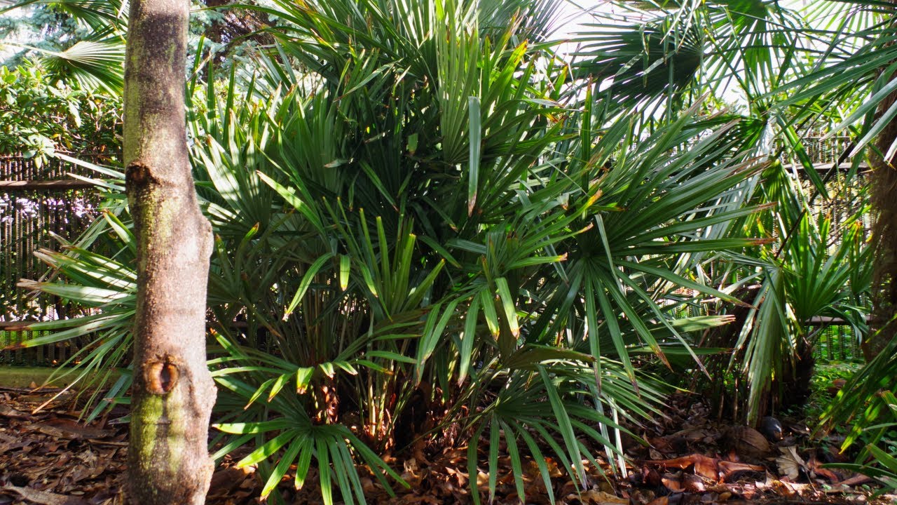 Rhapidophyllum hystrix / Needle palm #needlepalm
