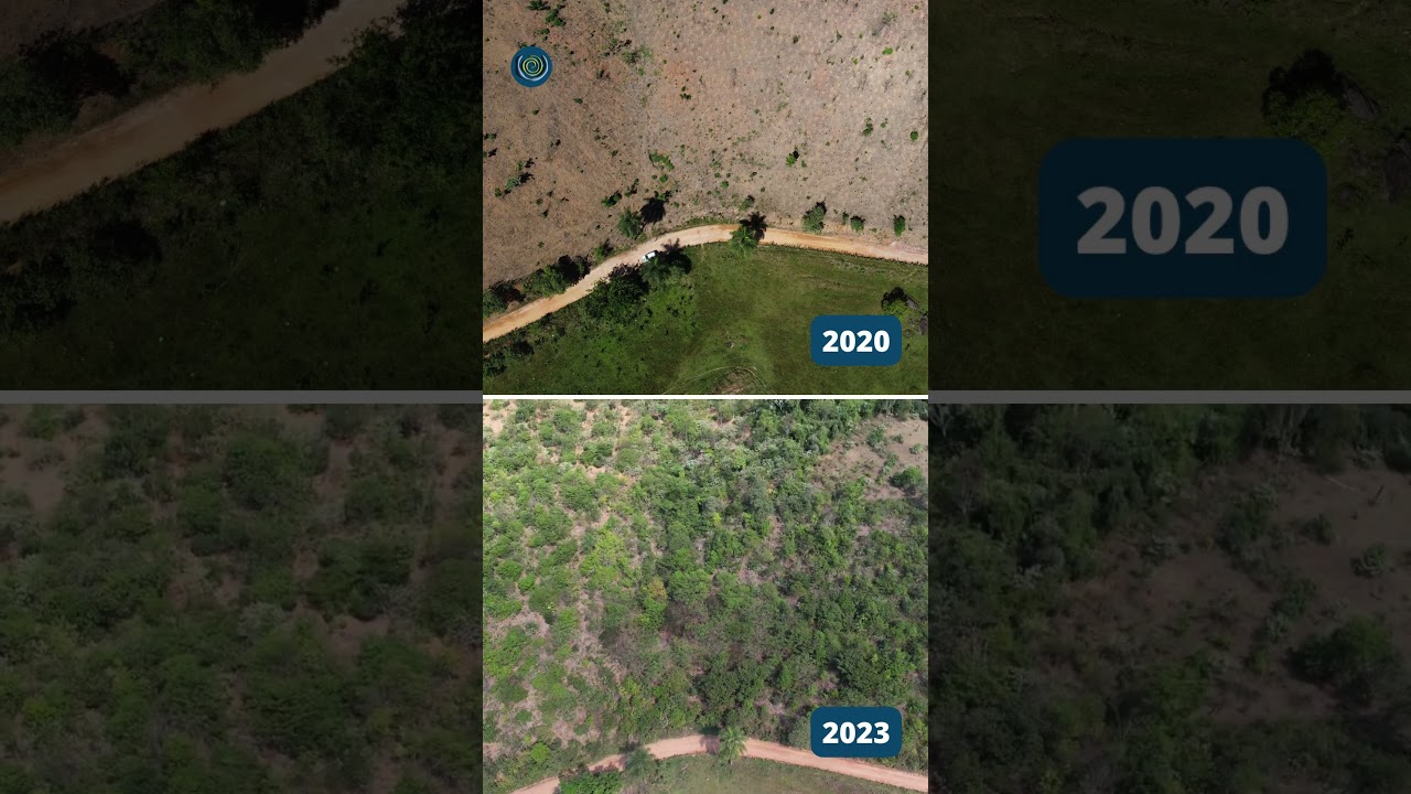 Antes e depois - Reflorestamento