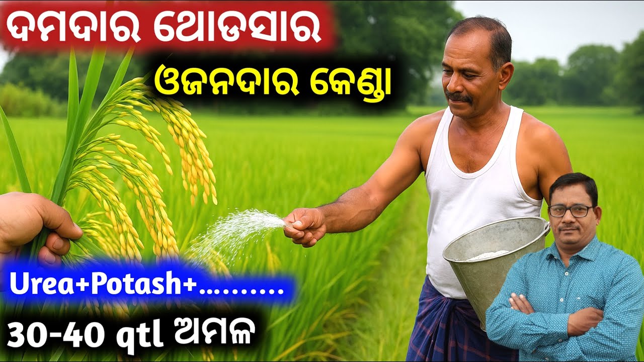 ଧାନର ଦମଦାର ଥୋଡସାର ଓଜନଦାର କେଣ୍ଡା 30-40 qtl ଅମଳ Last does ସାର