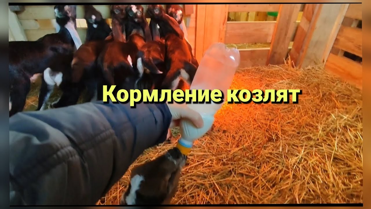 Кормление козлят/расчищаем снег/начались морозы