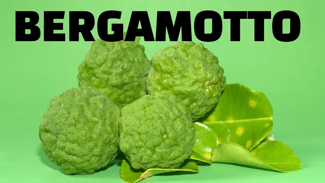 Parliamo del BERGAMOTTO