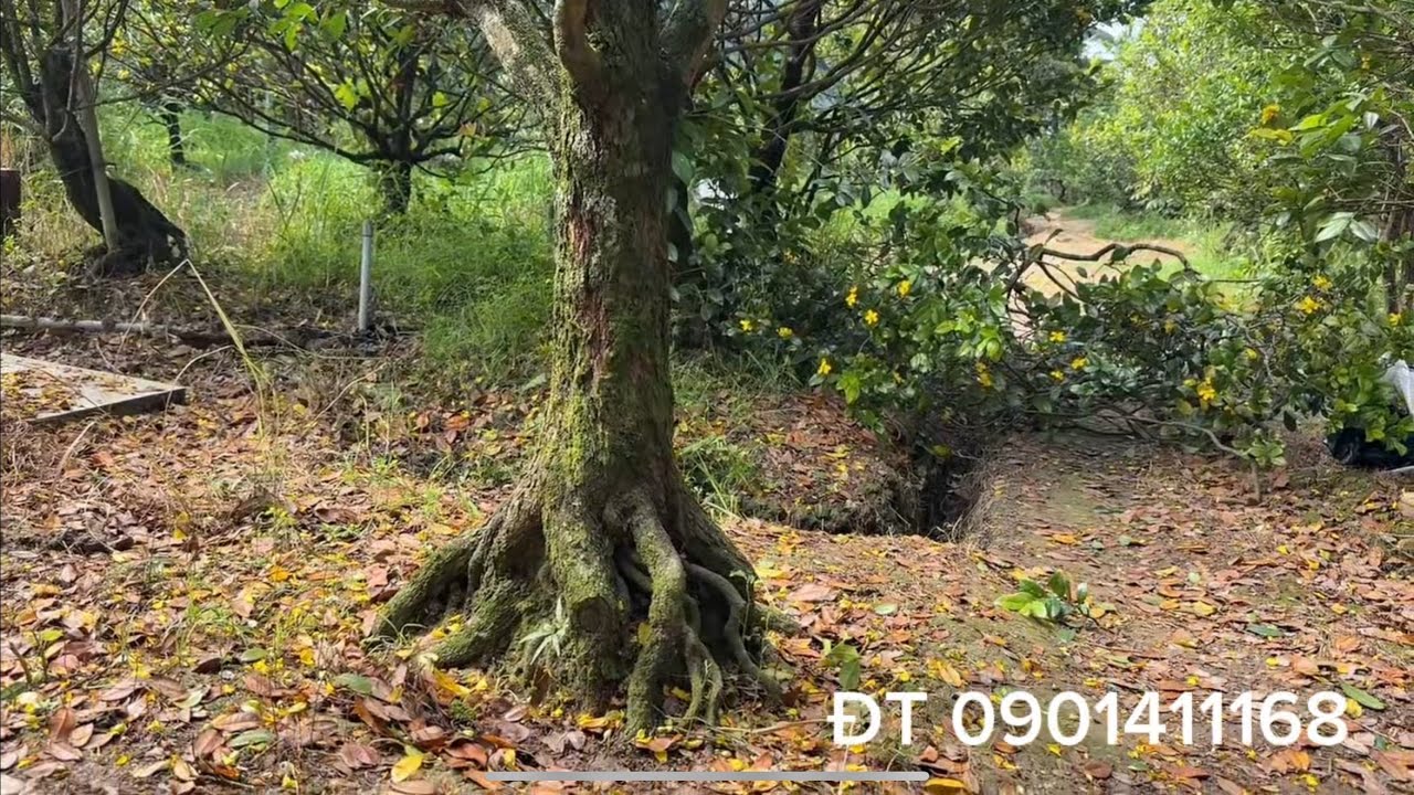 Hành trình đi đào cây tứ qúy víp đã về đến nhà 20/11/2025