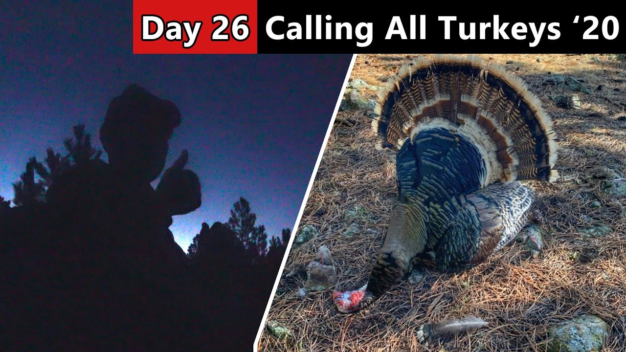 Black Hills Gobbler Down!!! - Turkey Hunting Public Land