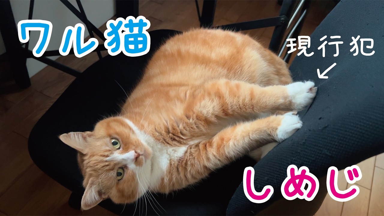 ドヤ顔で椅子を破壊する猫、ついに爪切り執行される