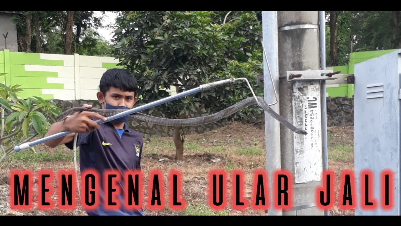 mengenal ular jali si sahabat petani