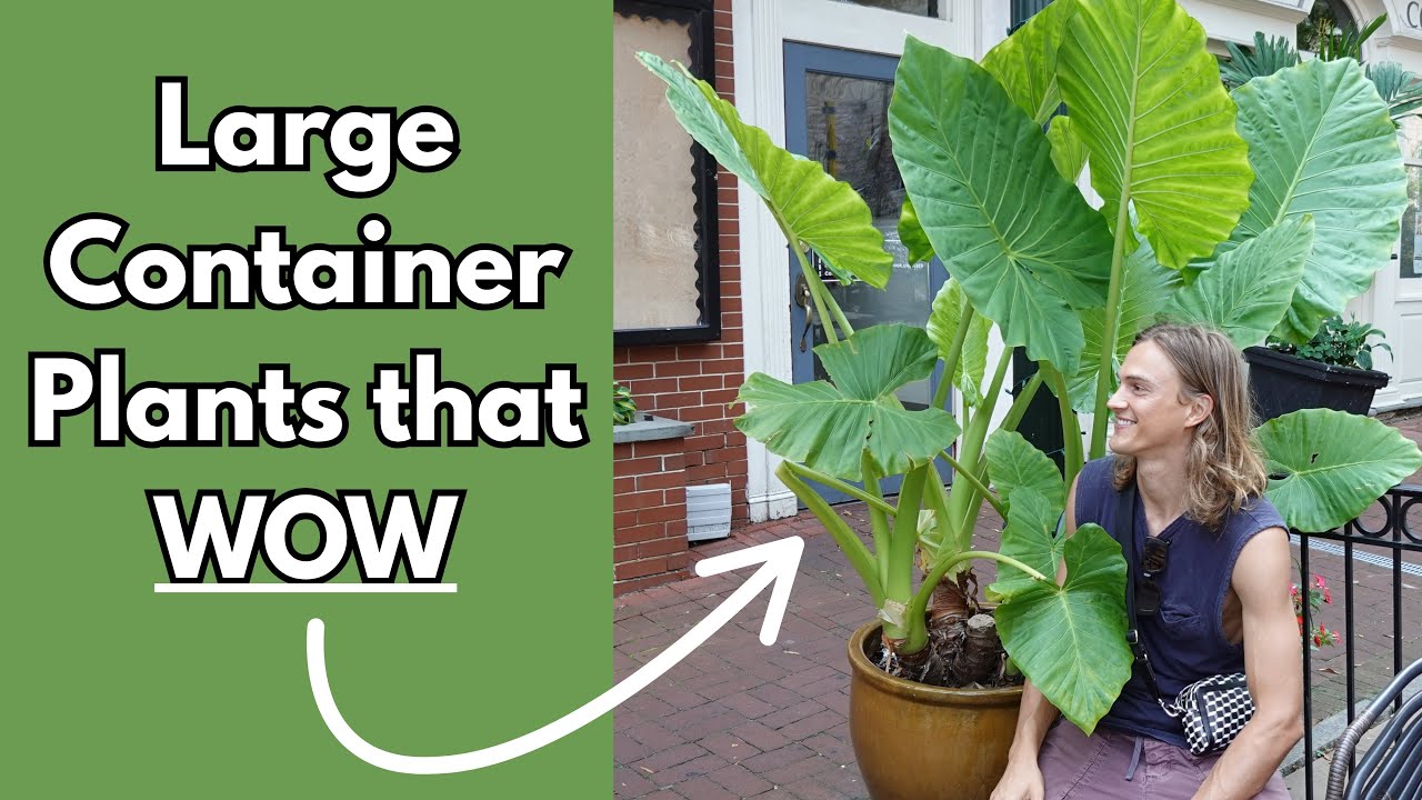 12 LARGE Container Plants that Make a Statement