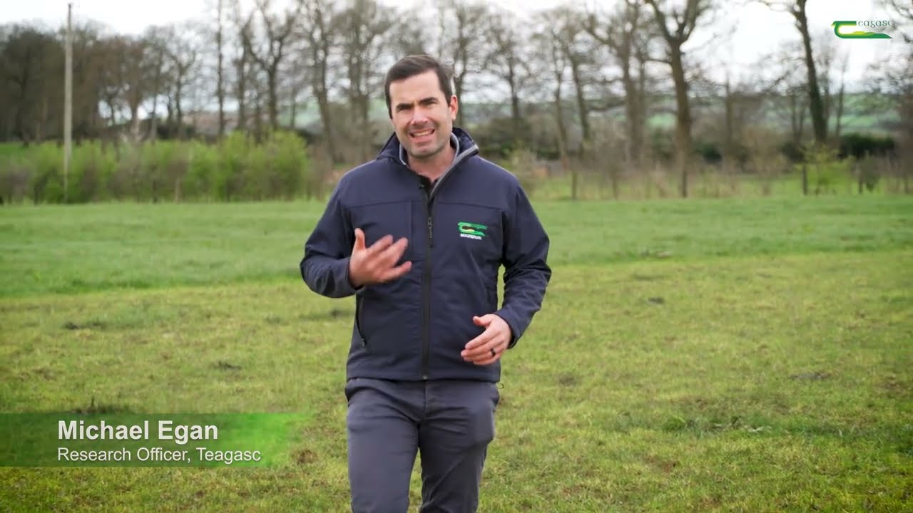Oversowing White Clover