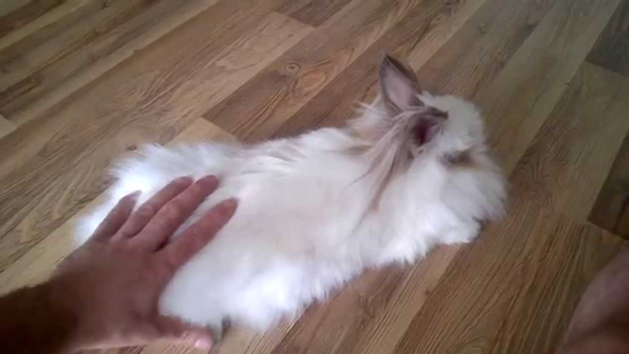 Do not stop petting the rabbit