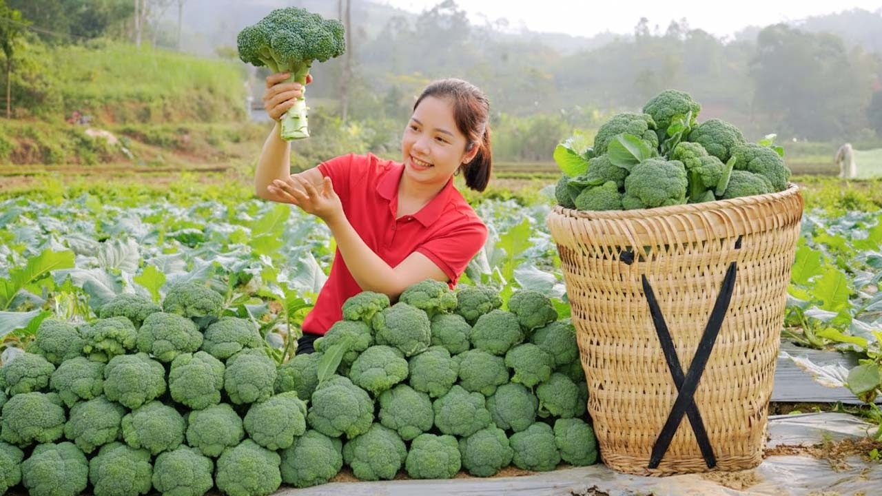Harvesting Broccoli To Sell At The Market - Farm Life | Hanna Daily Life