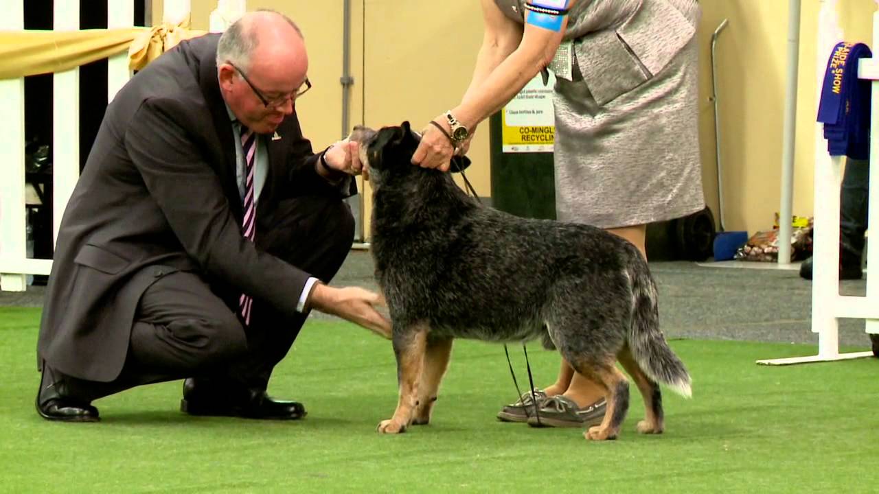 Australian Cattle Dog Royal Adelaide Show 2015