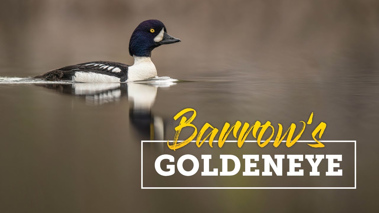 Wild Alaska: Barrow's Goldeneye