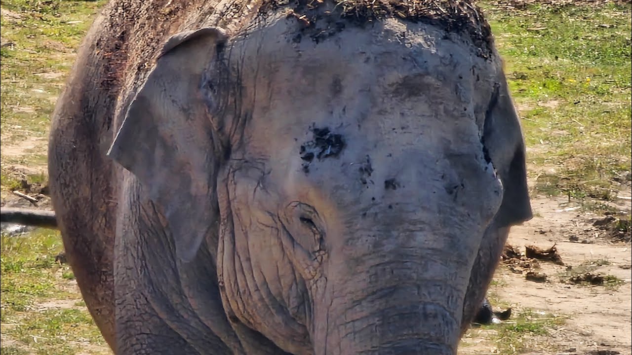 4K video of Blackpool zoo 2026 