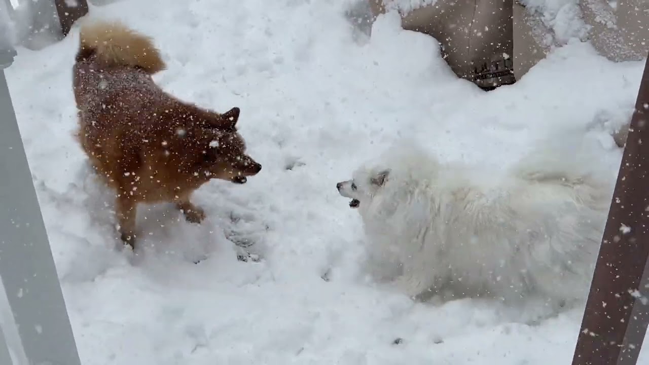 How do dogs play in snow? Snow day, fun day!