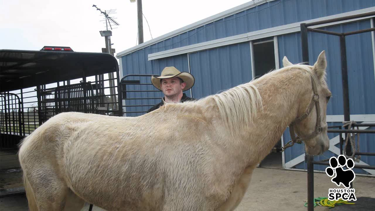 Horse & Donkey Rescue | Houston SPCA