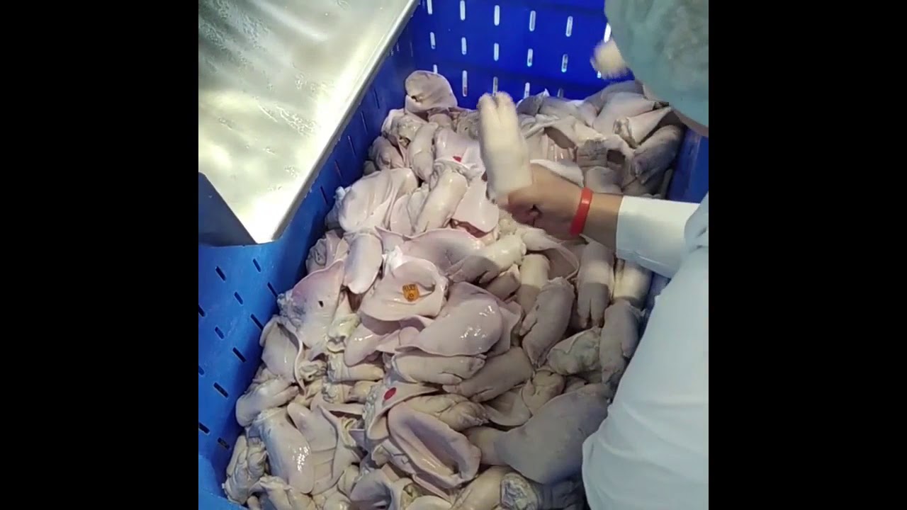 Центрифуга для шёрстных субпродуктов, ушей, ног КРС. Мойка и чистка ног свиней