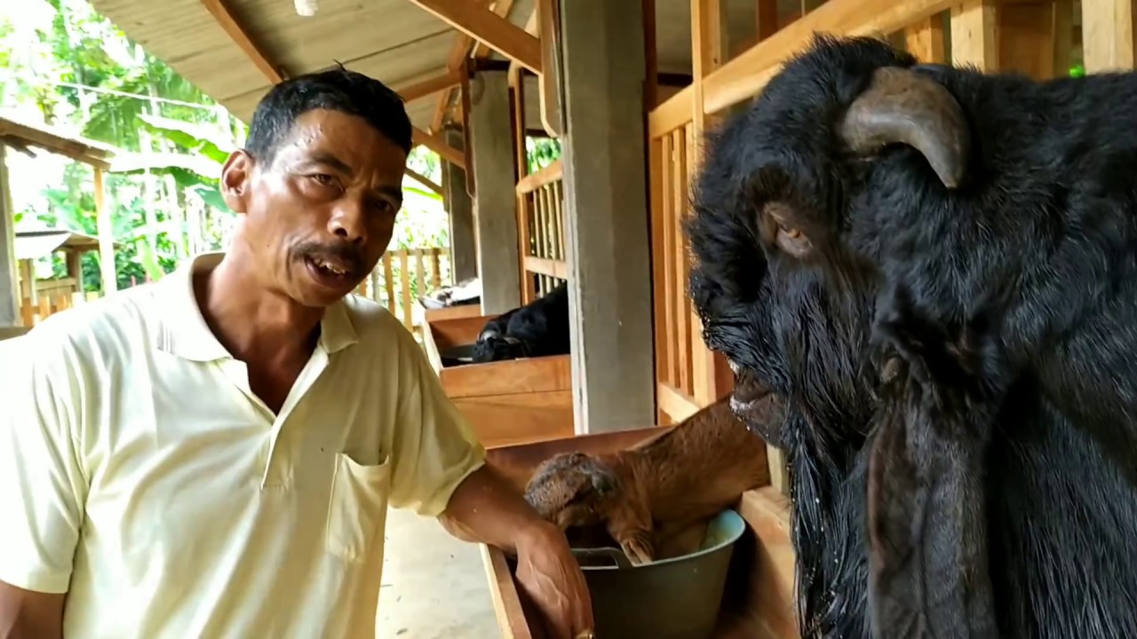 Resep COMBORAN HEMAT, hanya 1rb perhari, utk kambing Super  kelas Kontes
