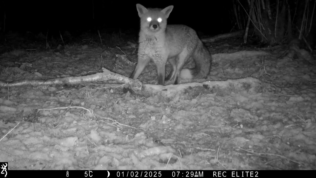 Trail Camera Captures: Red Fox Foraging for Food in Scotland