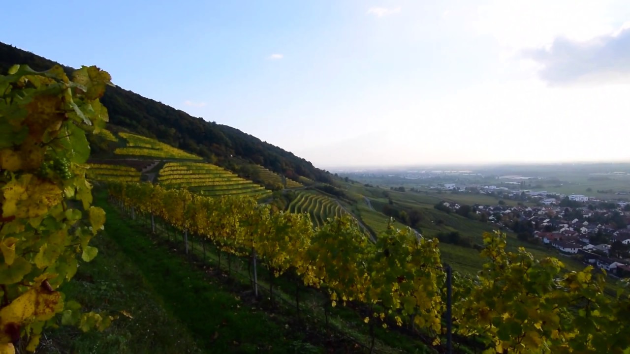 Herbsttag Schriesheim