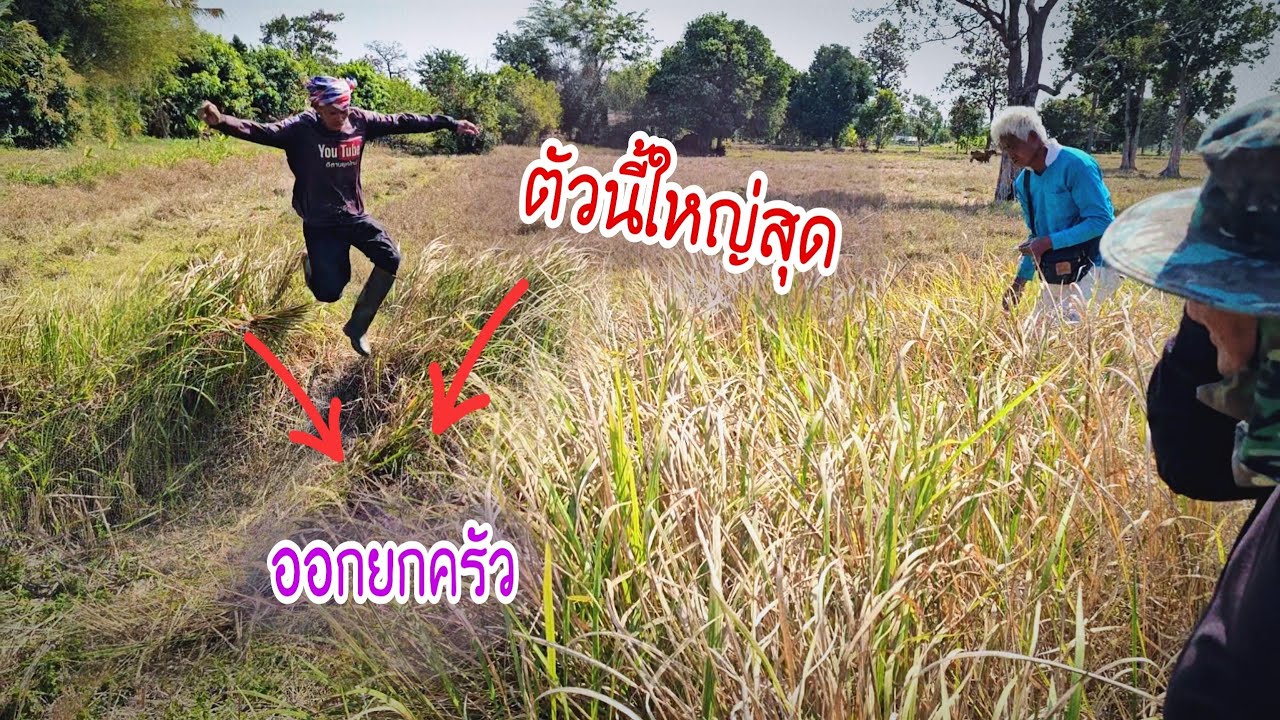 โคตรเยอะอาหารป่าสวนหญ้า ยังกะมาคัดเอาตัวใหญ่ๆทั้งนั้น