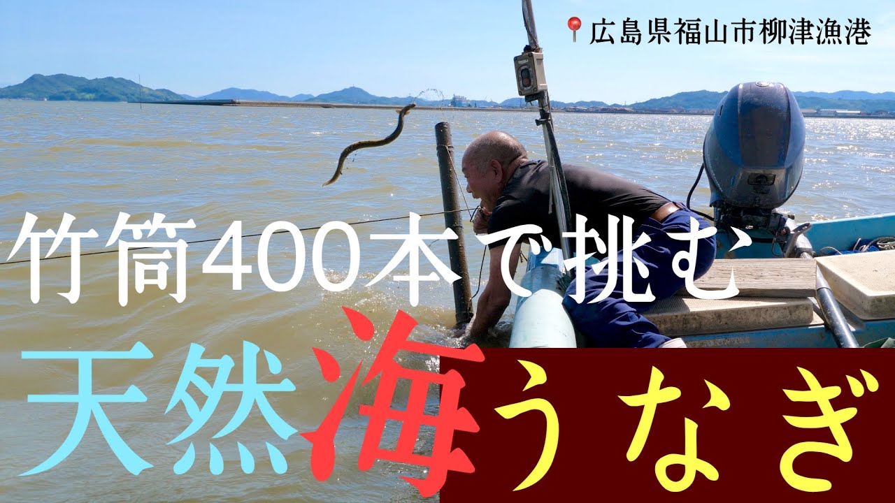 天然海うなぎ 竹筒400本漁編！！【前編】 広島県福山市柳津漁港から