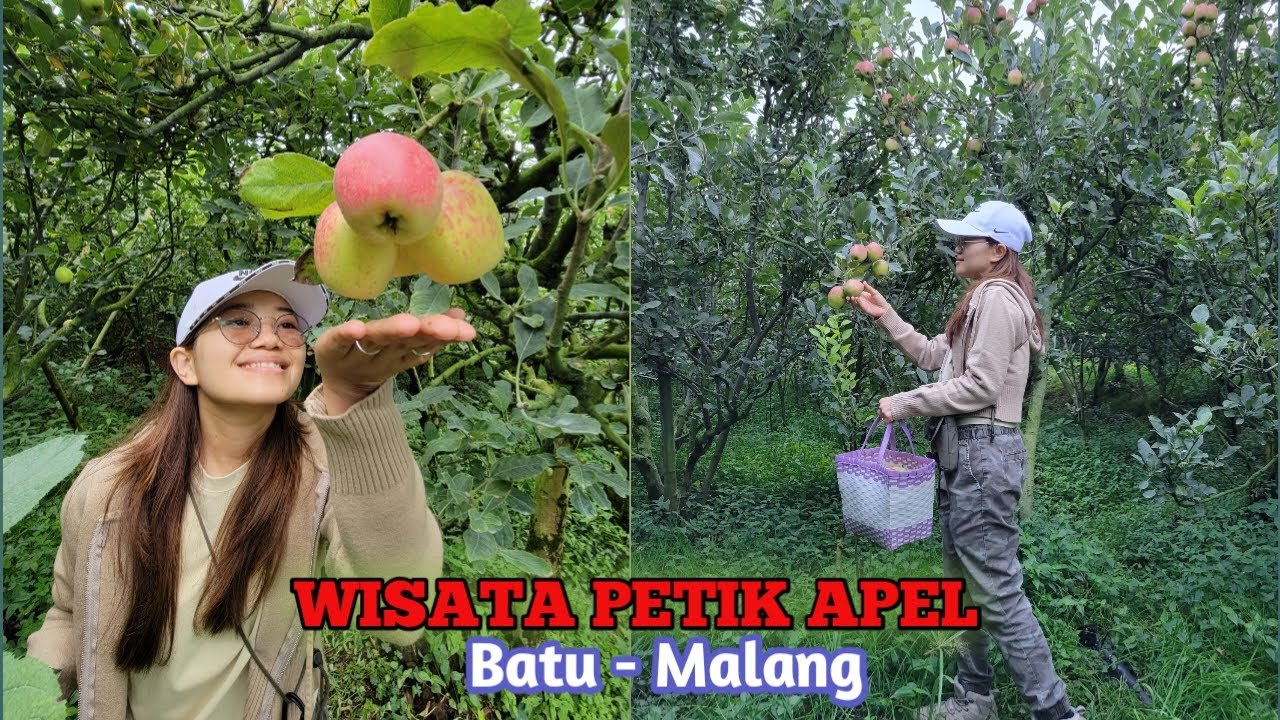 Wisata petik apel kota batu Malang - Agrowisata #jejakmila #jawatimur #malang #apel #wisataindonesia
