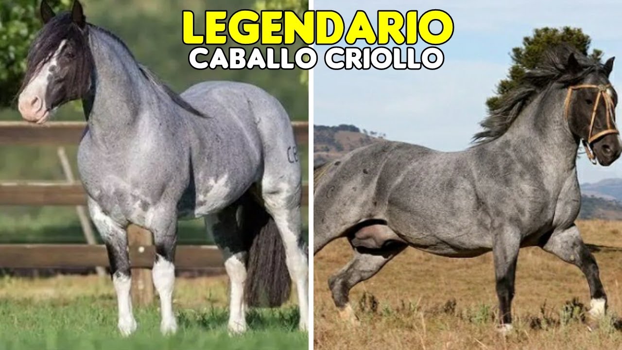 CABALLO CRIOLLO: HISTORIA Y EJEMPLARES DESTACADOS #caballos #criollo #caballocriollo