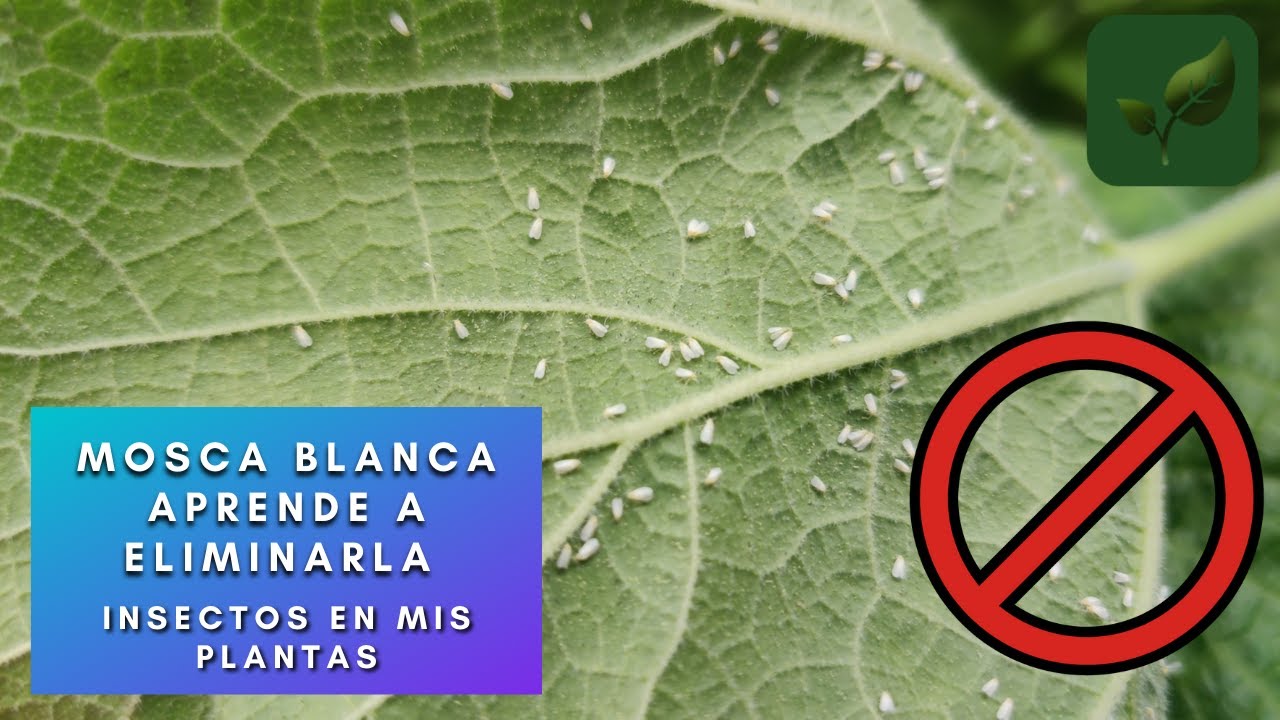 INSECTOS EN MIS PLANTAS APRENDE A ELIMINAR LA MOSCA BLANCA CON ESTOS SENCILLOS PASOS CON RESULTADOS