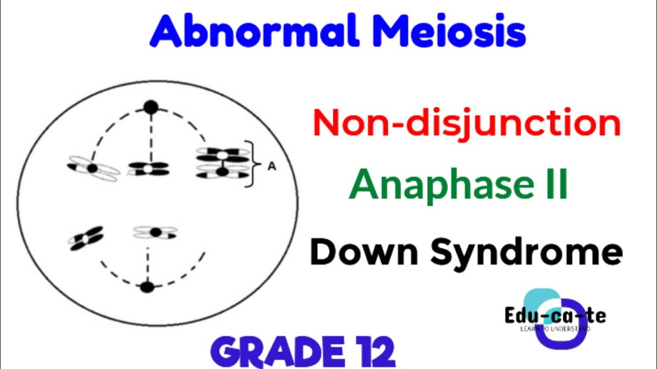 Abnormal meiosis - Non-disjunction grade 12