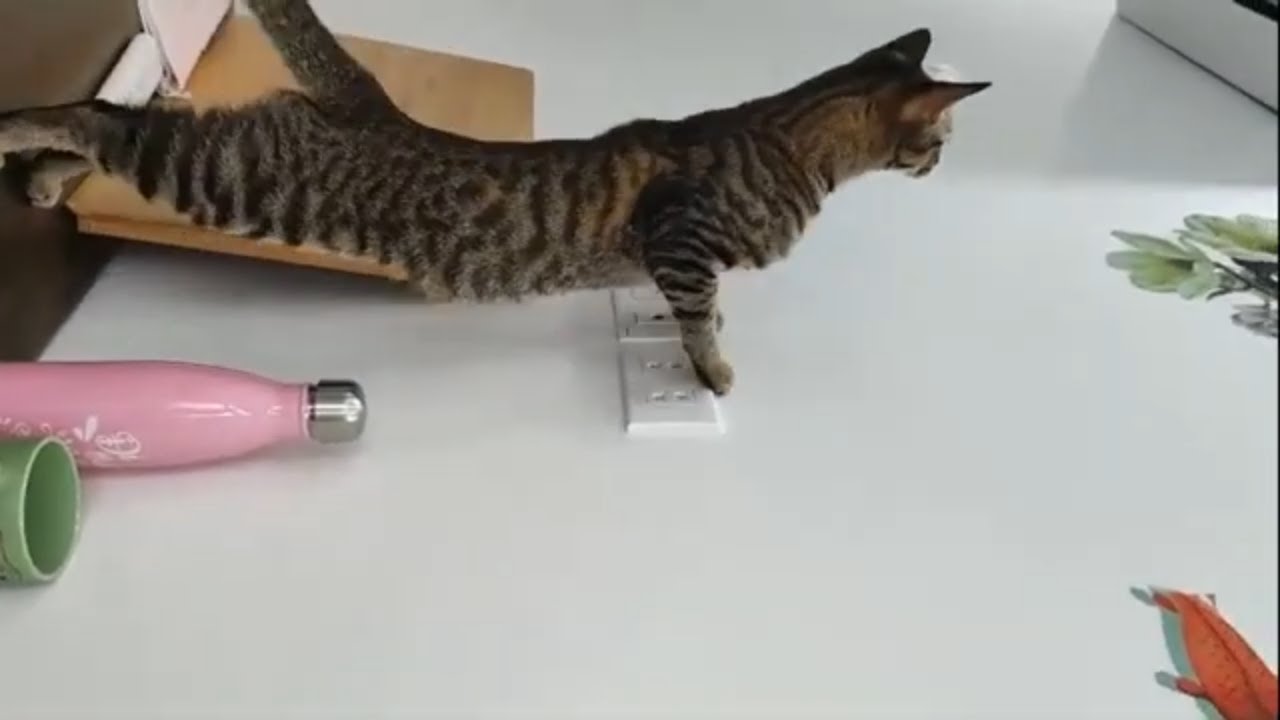 Relaxing // Naughty cats // Love Animals T2