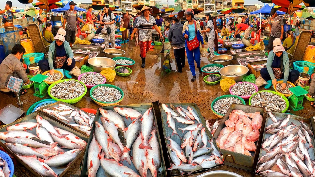 Cambodia Fish Distribution Market, Fish Healthy, Fish Jumping out of Tank, Fresh River Fish