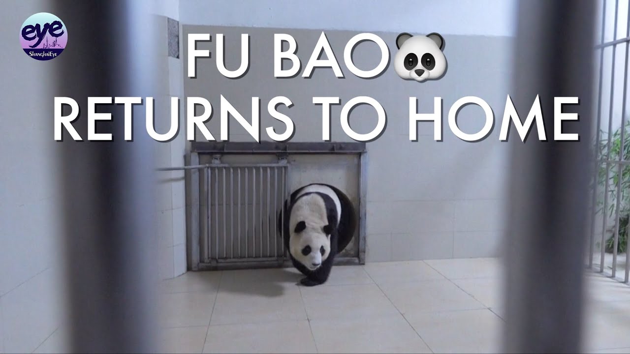 South Korea-born giant Panda Fu Bao returns to Homeland