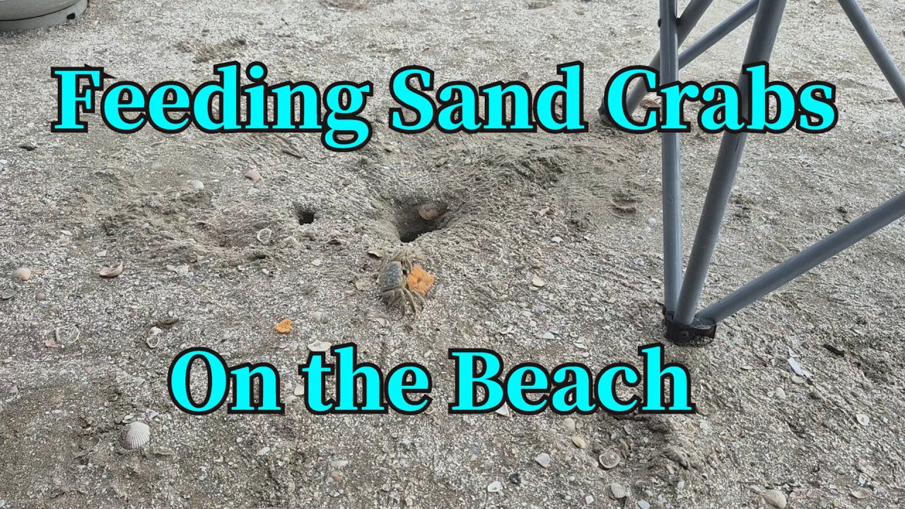 New Mr. Crab movie