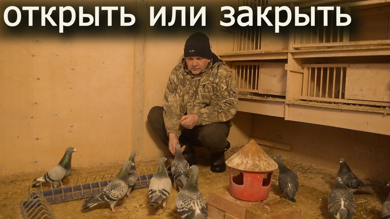 ГОЛУБИ ЗИМОЙ: Летать или не летать? Риски и мой опыт