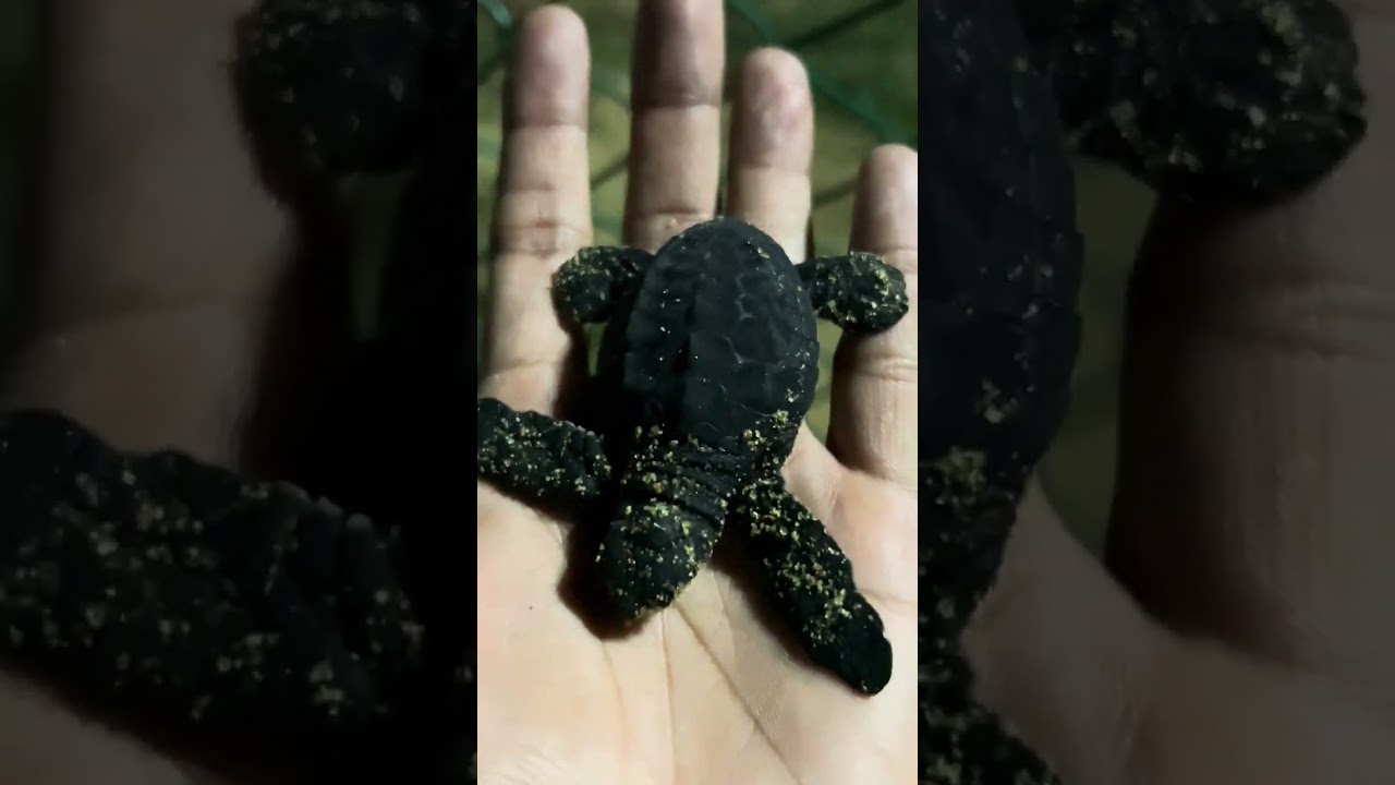 Seaturtule conservation 🐢🌊