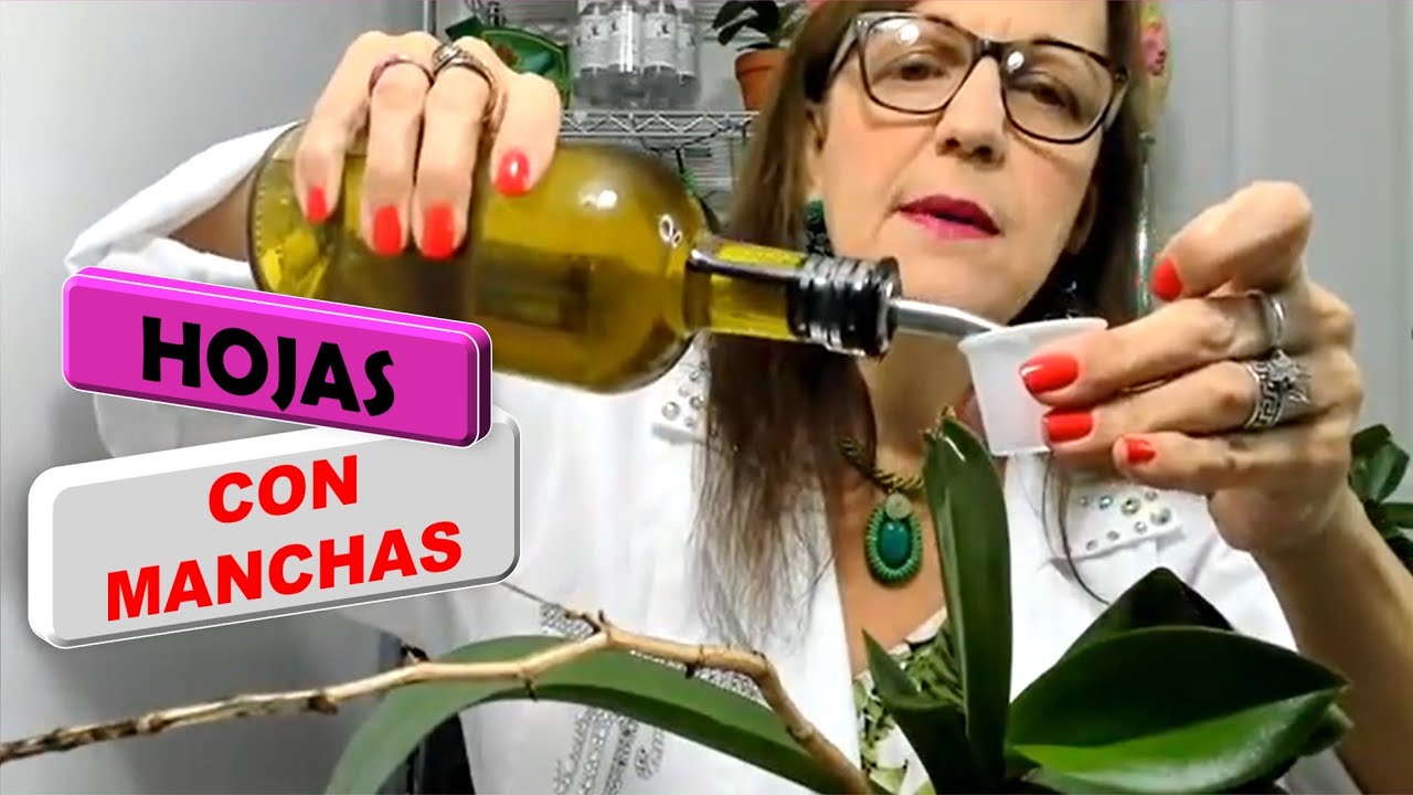 Como cortar hojas de orquideas dañadas por hongos o quemadas para salvar la vara floral #317