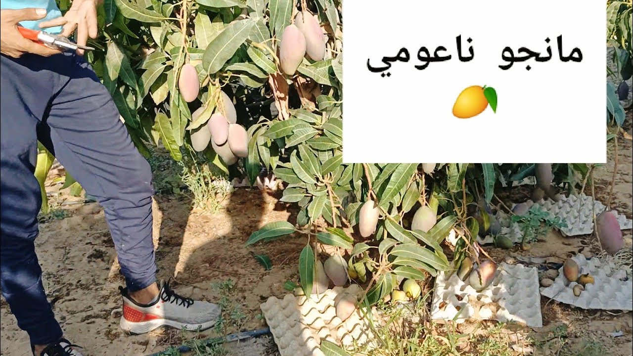 شاهد مزرعة مانجو ناعومي بداية عمر 5 سنوات 🥭 و شرح وافي لتآثير المناخ علي الإنتاج في موسم 2021 الصعب