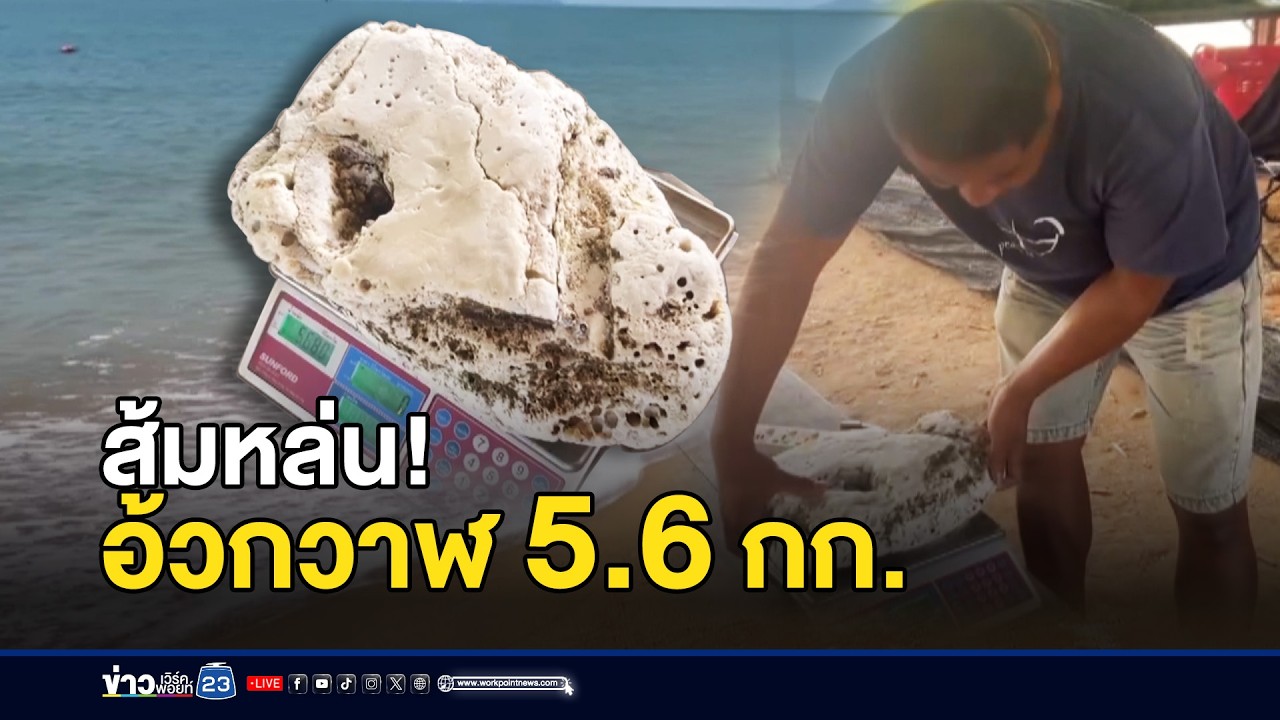 ส้มหล่น! ตกปลาเจออ้วกวาฬ 5.6 กก. l ตลาดข่าว - ข่าวเช้าเวิร์คพอยท์ l 10 มี.ค.69