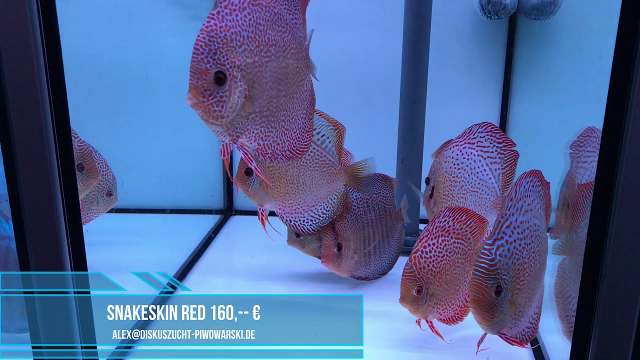 Breeding stock for sale