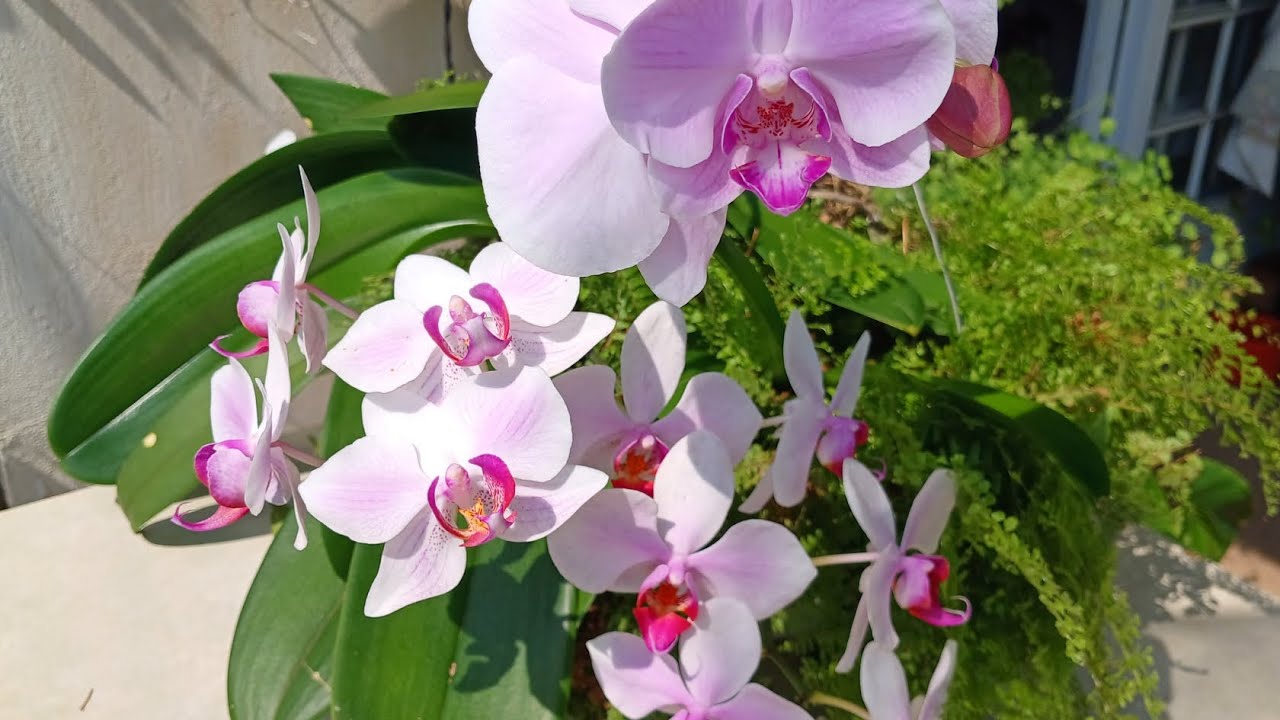 Como fazer um lindo arranjo com orquídeas e samambaias 