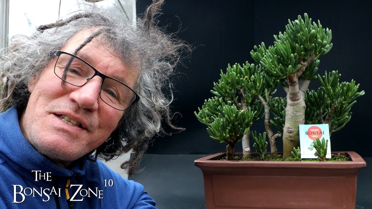 My Jade Forest, Part 1, The Bonsai Zone, Dec 2023