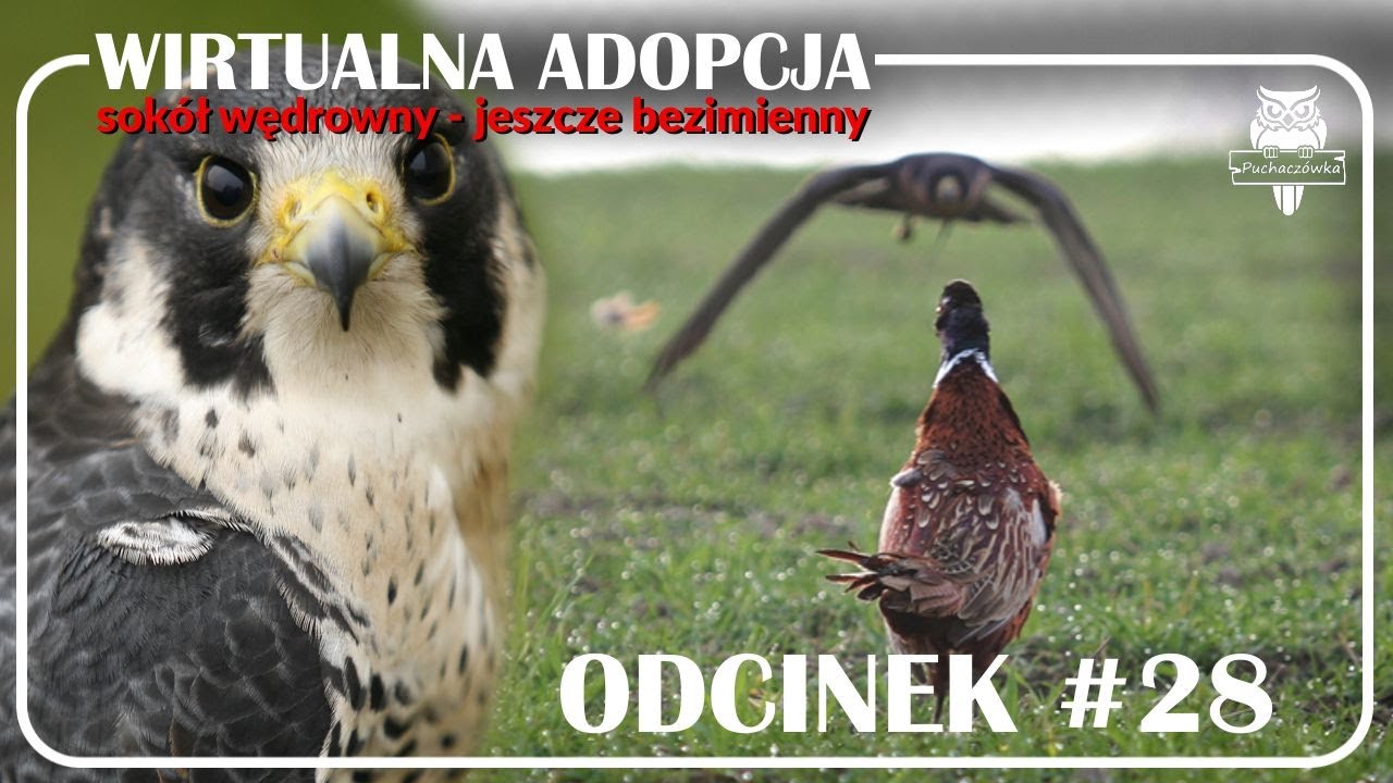 Odcinek #28 - Sok&oacute;ł wędrowny🪶
