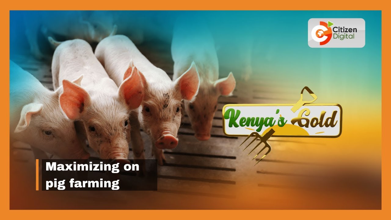 | Kenya's Gold | Maximizing on pig farming